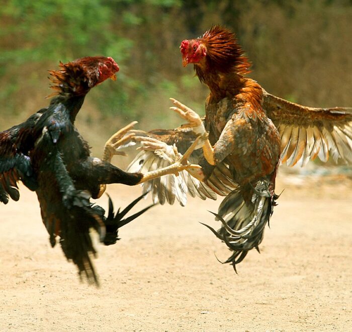 Patrimoine malgache : Le combat de coq