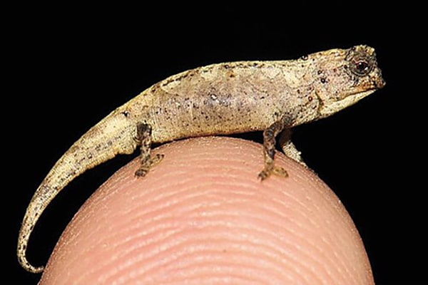 Brookesia nana Merveille de Madagascar, le brookesia nana est le plus petit caméléon au monde et certainement le reptile le plus minuscule aussi.