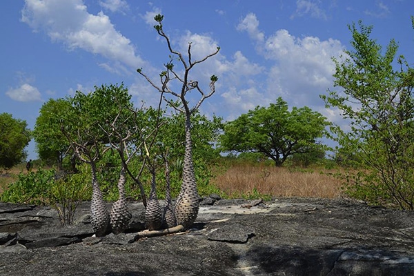 Merveille de Madagascar, la baie de Baly est l'un des plus complexe ecosystème de l'île